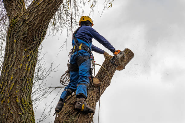 Reliable Mcfarland, CA  Tree Services Solutions